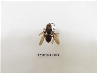 藏品(黃腳虎頭蜂)的圖片